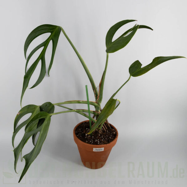 Monstera burle marx flame, XXL, #08 – Bild 4
