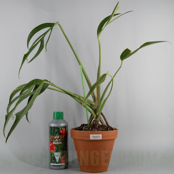 Monstera burle marx flame, XXL, #08 – Bild 5