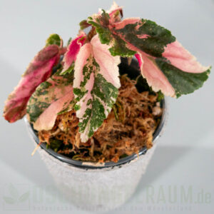 Begonia ginny galaxy variegata
