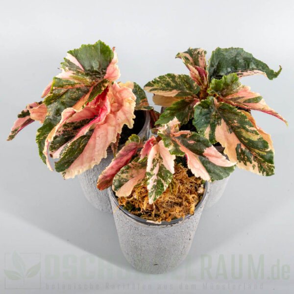 Begonia ginny galaxy variegata