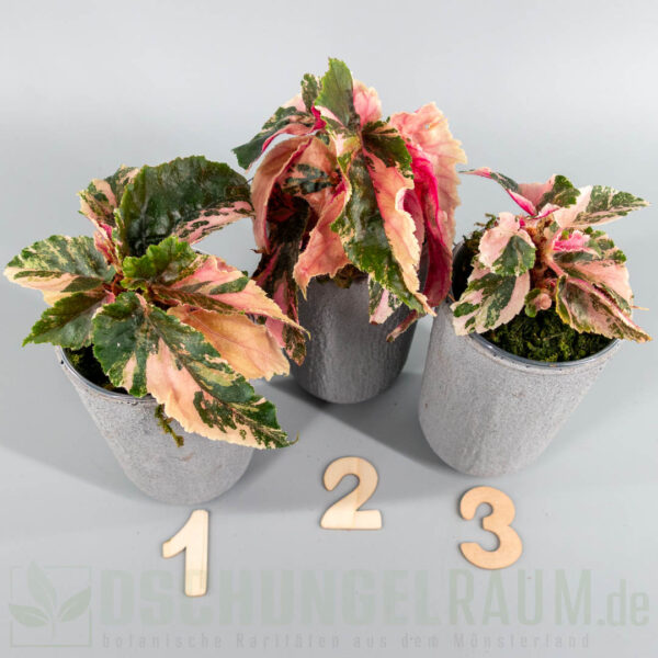 Begonia ginny galaxy variegata