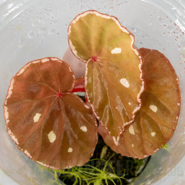 Begonia Sp. Sarawak brown dots