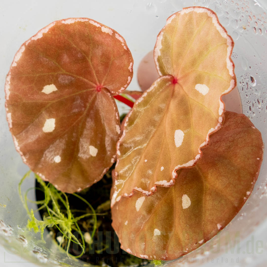 Begonia Sp. Sarawak brown dots
