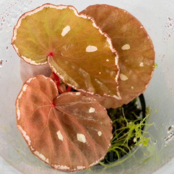 Begonia Sp. Sarawak brown dots