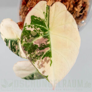 Alocasia black velvet pink variegata