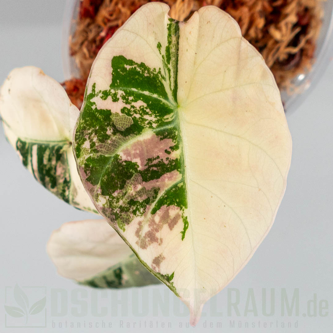 Alocasia black velvet pink variegata
