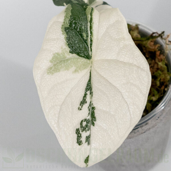 Alocasia melo variegata