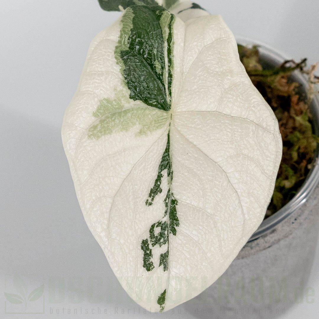 Alocasia melo variegata