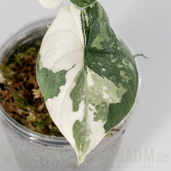 Alocasia melo variegata