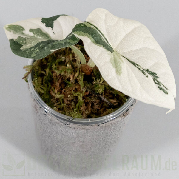 Alocasia melo variegata