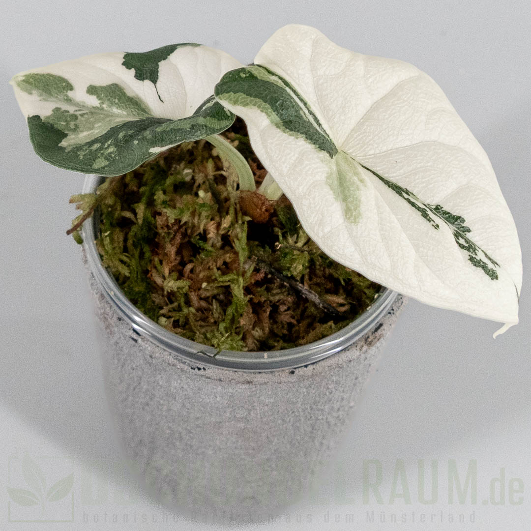 Alocasia melo variegata