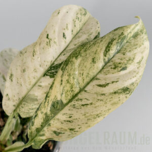 Rhaphidophora puberula variegata