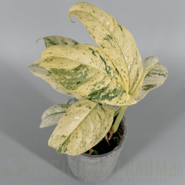 Rhaphidophora puberula variegata