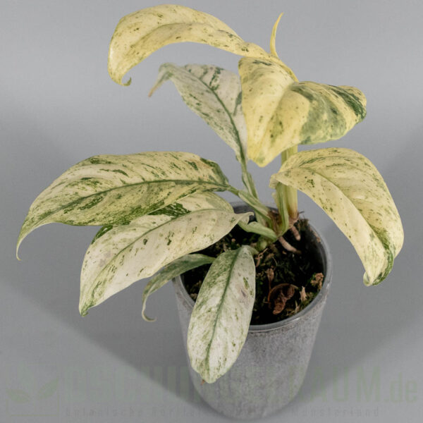 Rhaphidophora puberula variegata