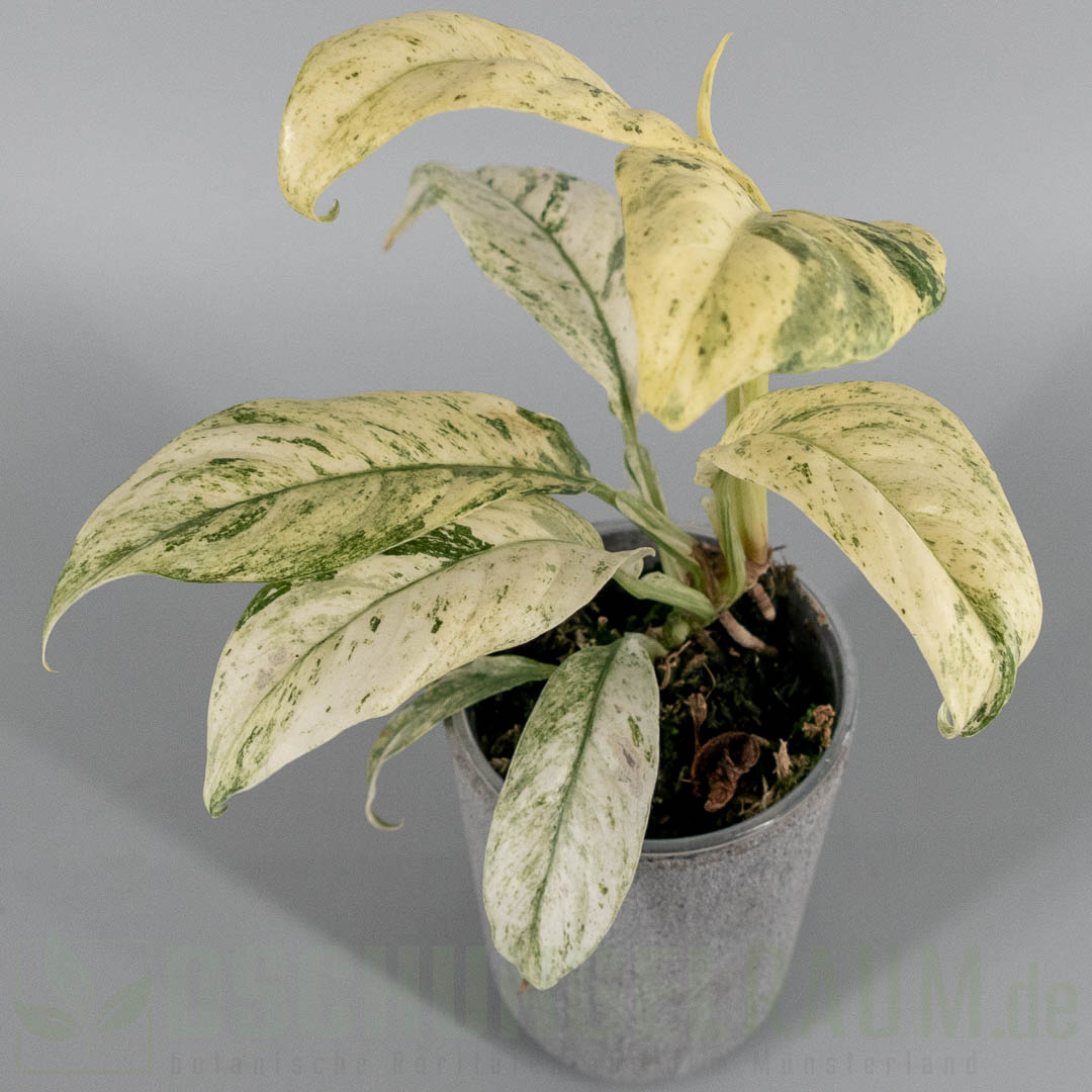 Rhaphidophora puberula variegata