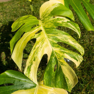 Monstera / Rhaphidophora