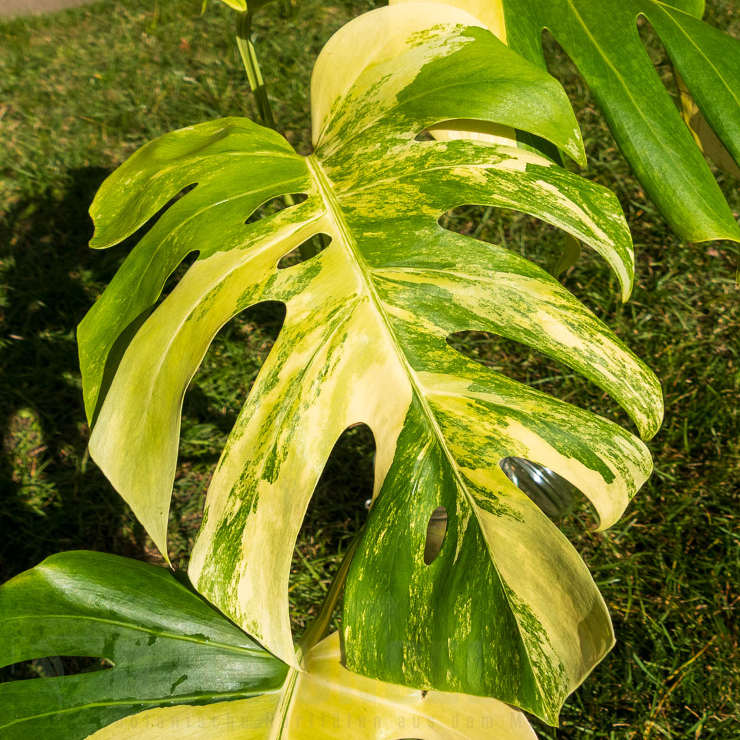 Monstera borsigiana aurea