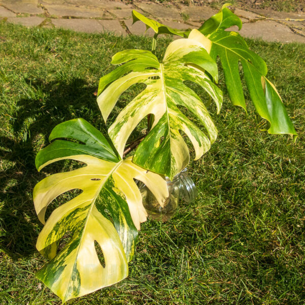 Monstera borsigiana aurea
