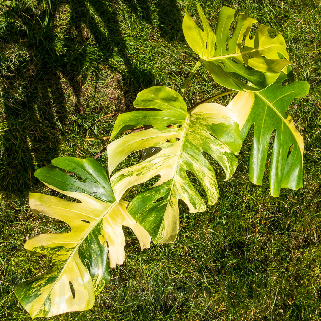 Monstera borsigiana aurea