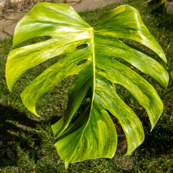 Monstera borsigiana aurea