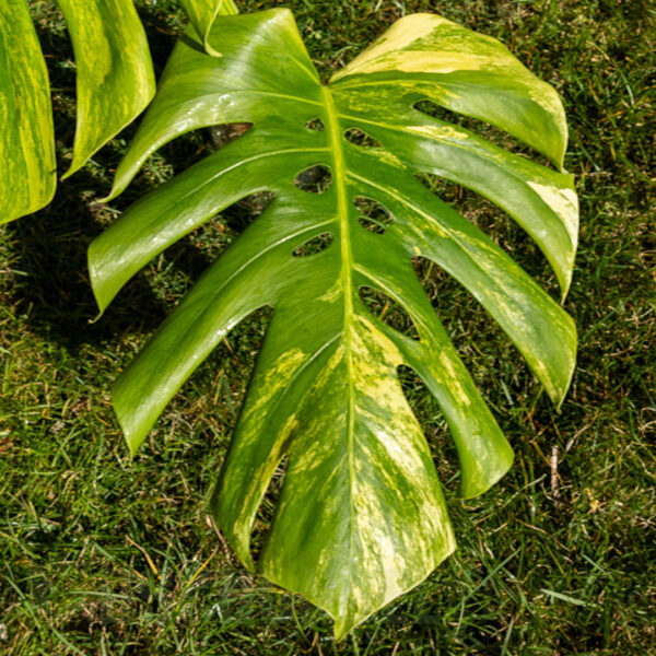 Monstera borsigiana aurea