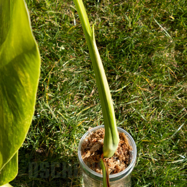 Monstera borsigiana aurea, XXL-Kopf, highest grade #02 – Bild 3