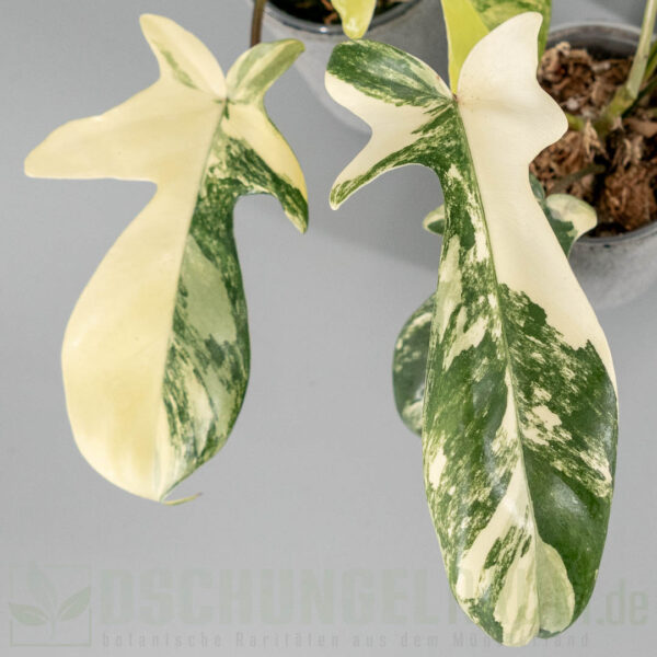 Philodendron florida beauty albo variegata