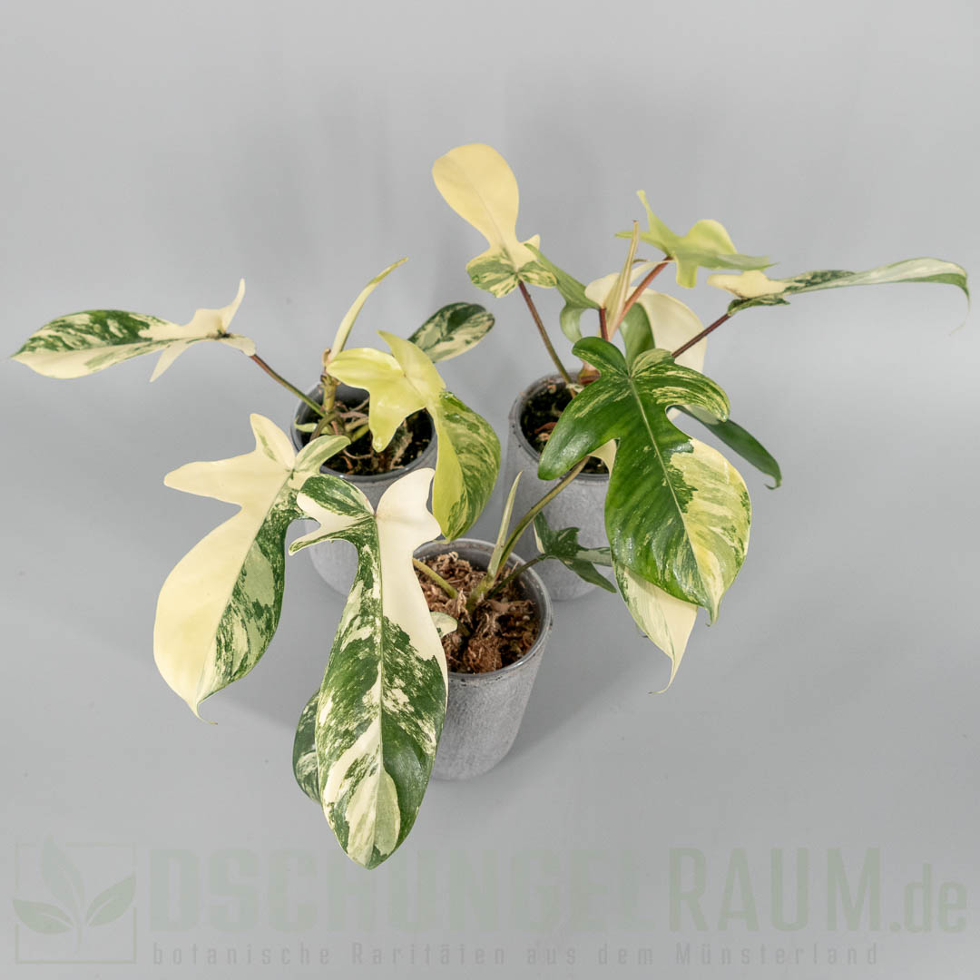 Philodendron florida beauty albo variegata