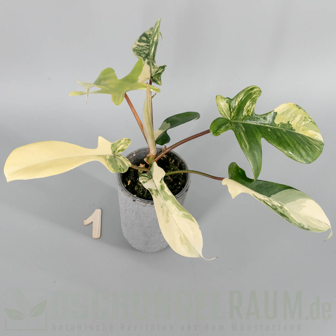 Philodendron florida beauty albo variegata