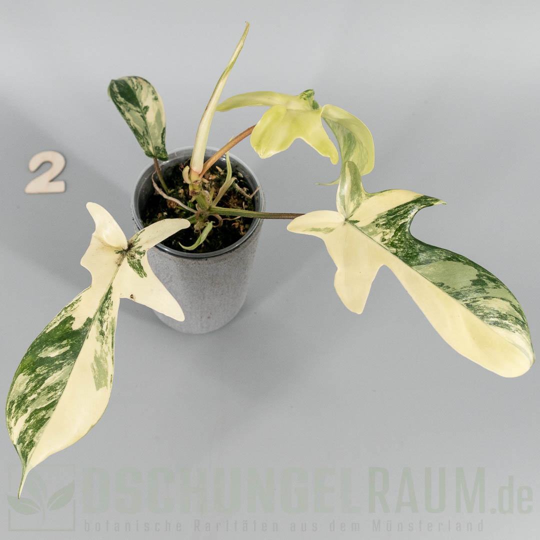 Philodendron florida beauty albo variegata
