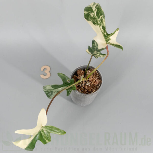 Philodendron florida beauty albo variegata