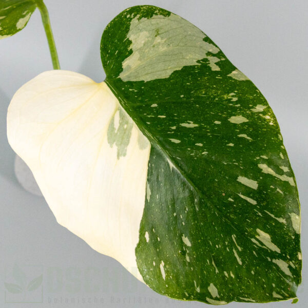 Monstera deliciosa Cream Cheese