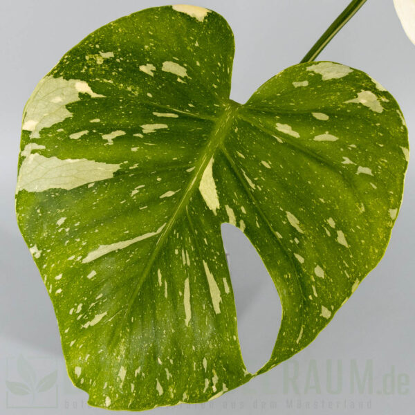 Monstera deliciosa Cream Cheese