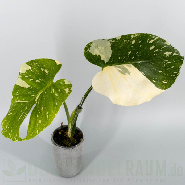 Monstera deliciosa Cream Cheese