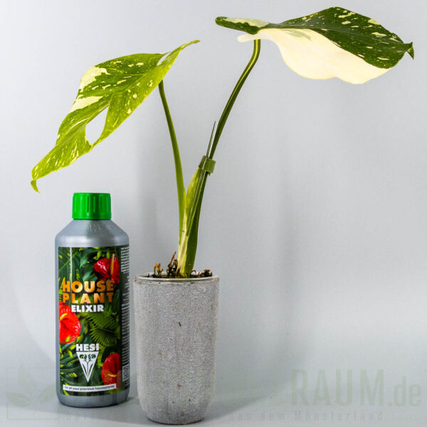 Monstera deliciosa Cream Cheese