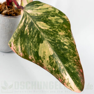 Philodendron strawberry shake