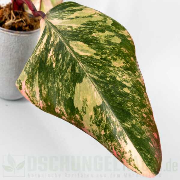 Philodendron strawberry shake