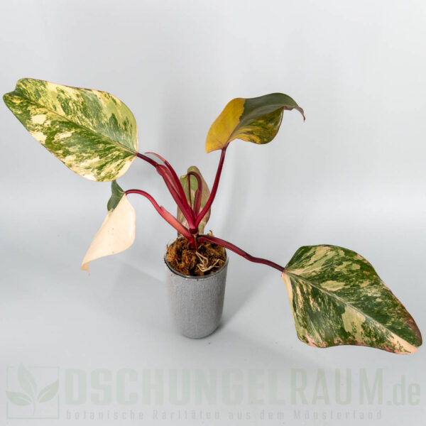 Philodendron strawberry shake