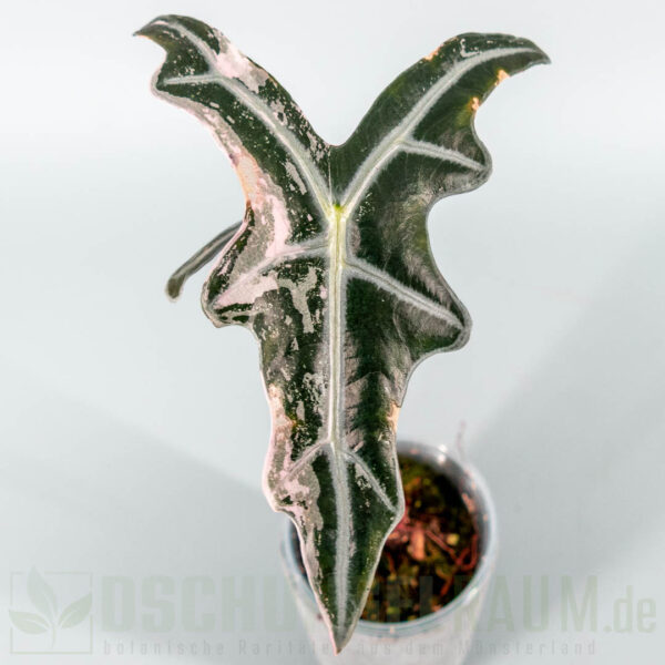 Alocasia nobilis pink variegata