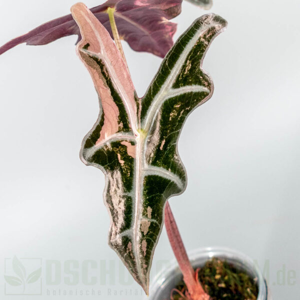 Alocasia nobilis pink variegata