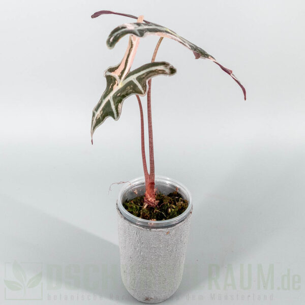 Alocasia nobilis pink variegata