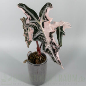 Alocasia nobilis pink variegata