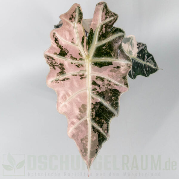 Alocasia polly super pink variegata