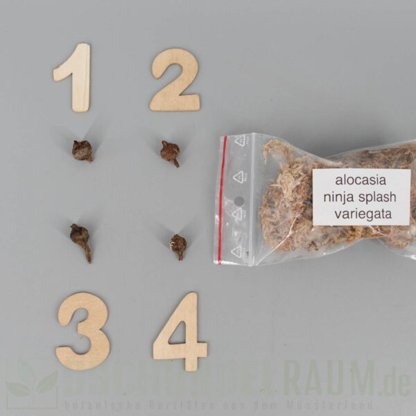 Rhziome: Alocasia ninja aurea splash #2 – Bild 2