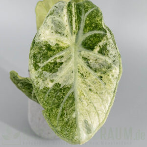 Alocasia ninja aurea splash