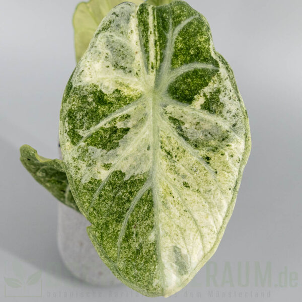 Alocasia ninja aurea splash