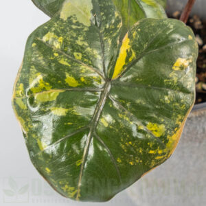 Syngonium orm nagpum variegata