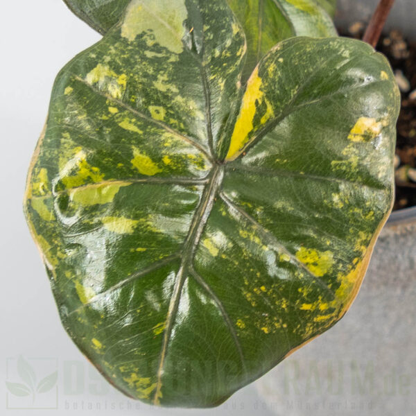 Syngonium orm nagpum variegata
