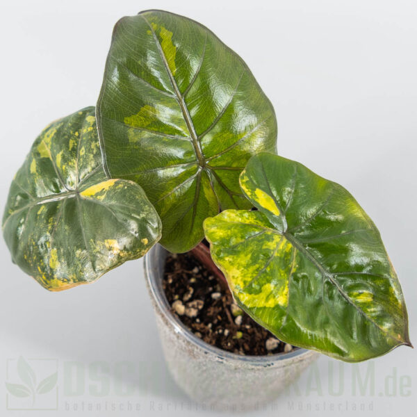 Syngonium orm nagpum variegata