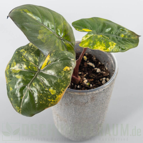 Syngonium orm nagpum variegata